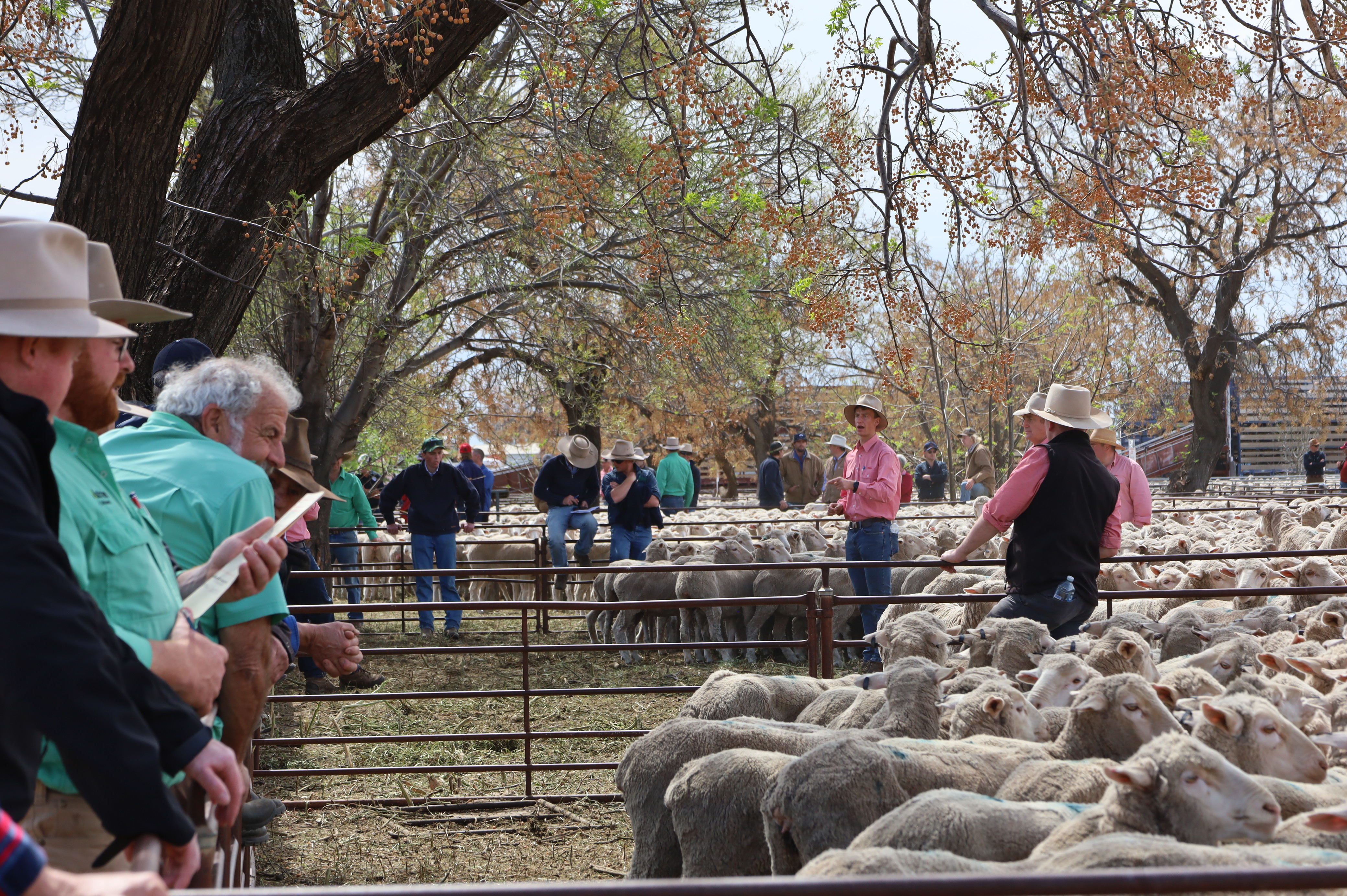 Strong prices and dispersal sale boost 2025 Hay Spring Sheep Sale