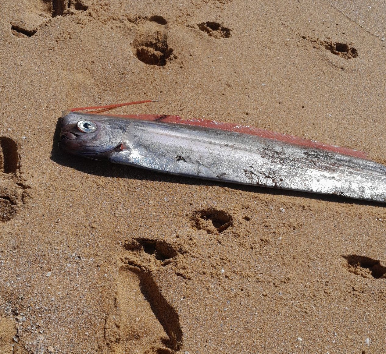 Rare Crested Bandfish washes up on Werri Beach