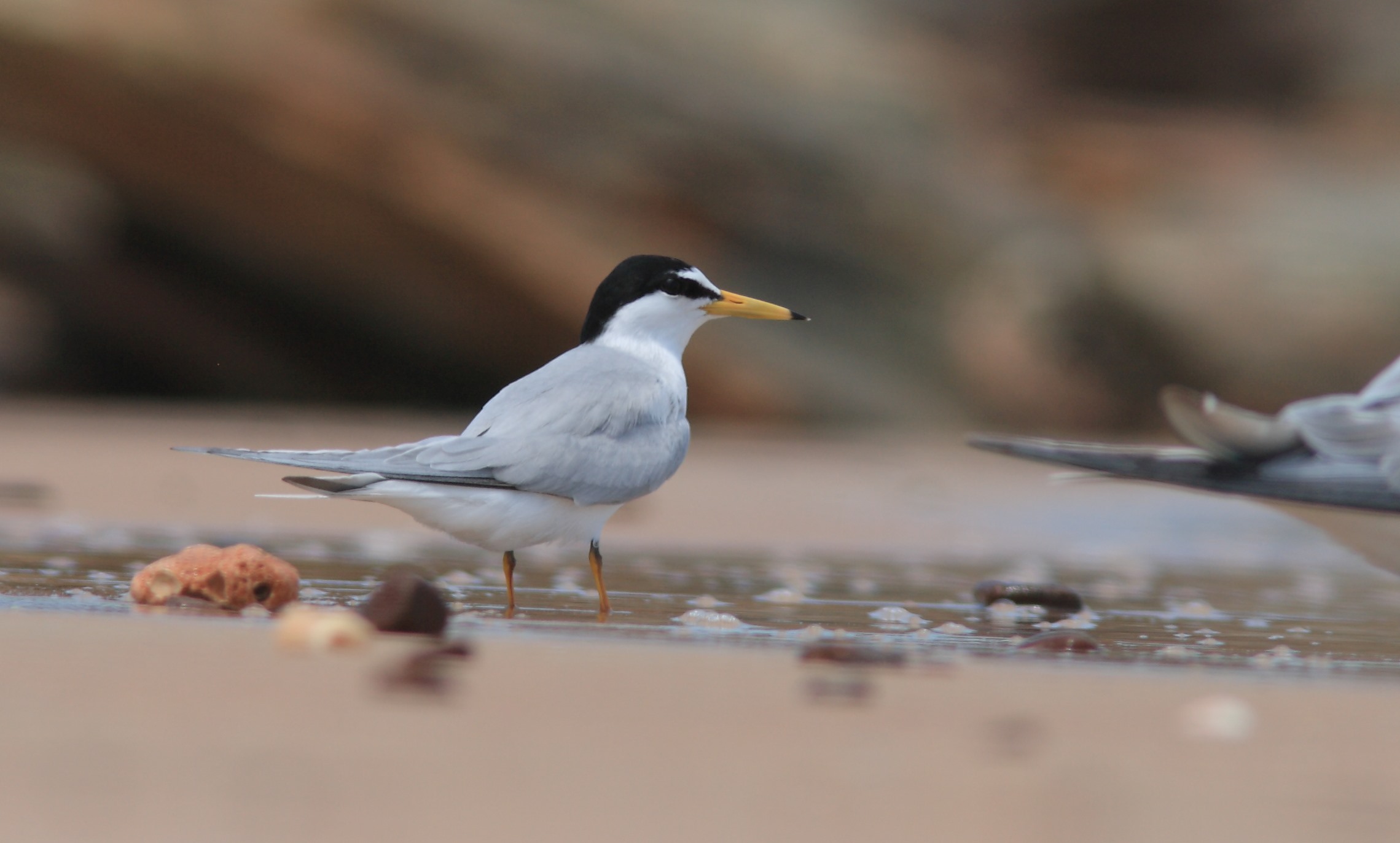 Terning the tide on local endangered shorebird colonies
