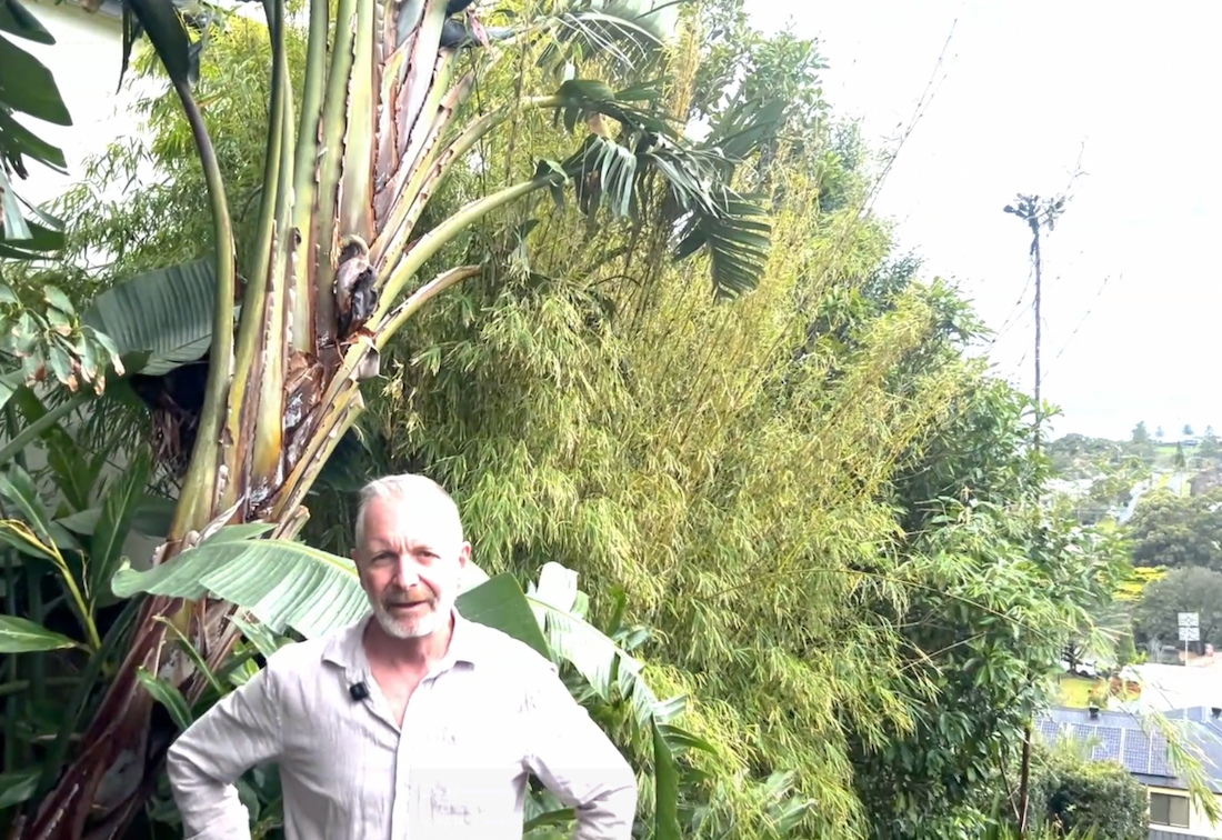 Grow with John Gabriele: Shade-loving plants