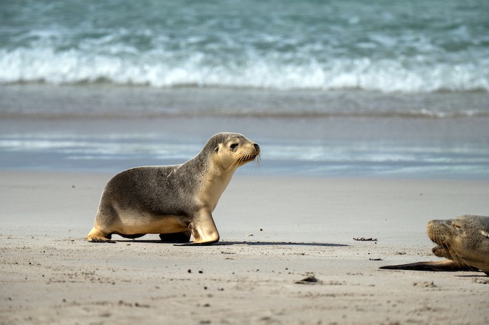 Plan to boost sea lion resilience