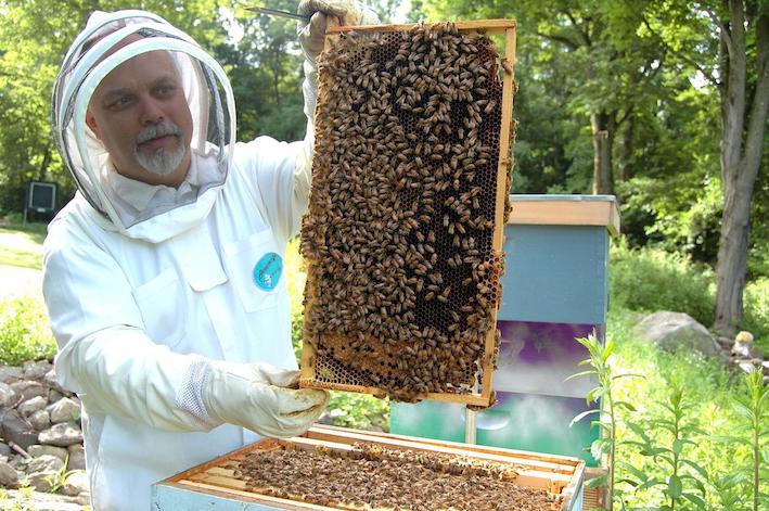 Protecting KI’s Ligurian bees