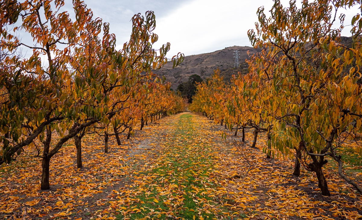 Local orchardists back PM’s comments on worker shortages