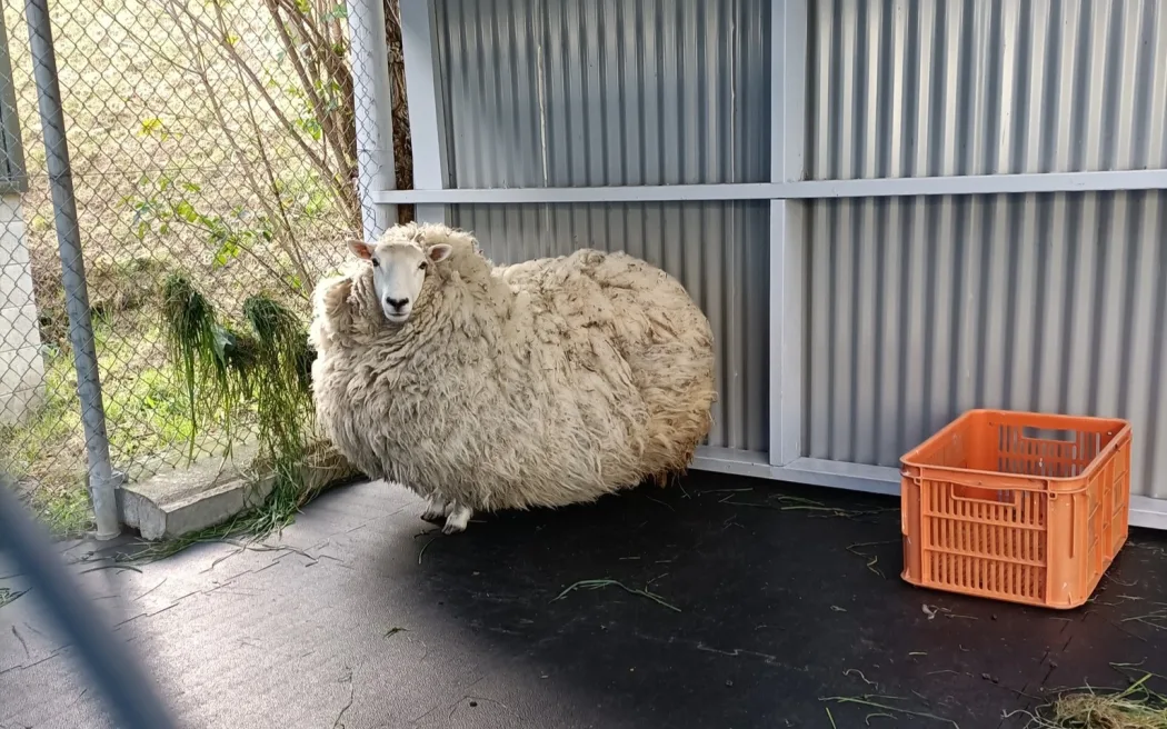 'Quiet lawn mower' with survival story seeks mob: Millie the sheep is up for adoption