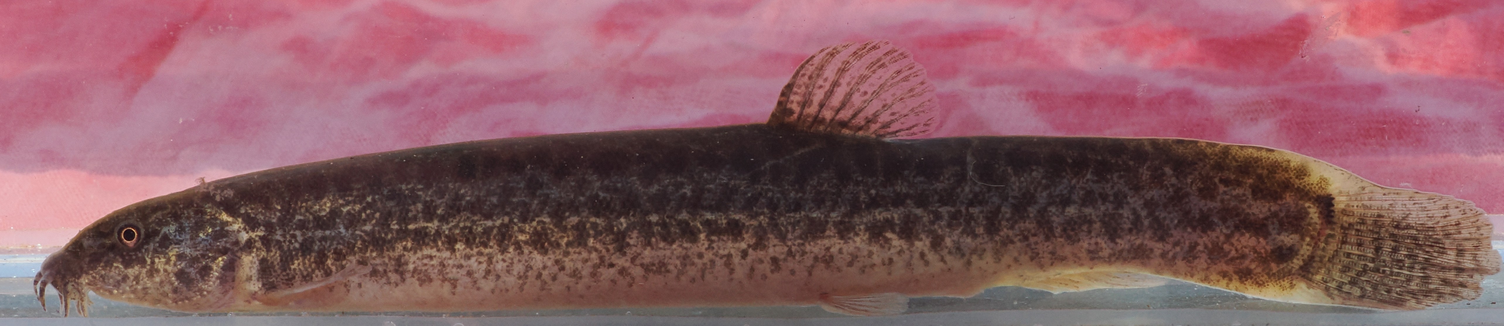 New invasive fish species threatens Lachlan River