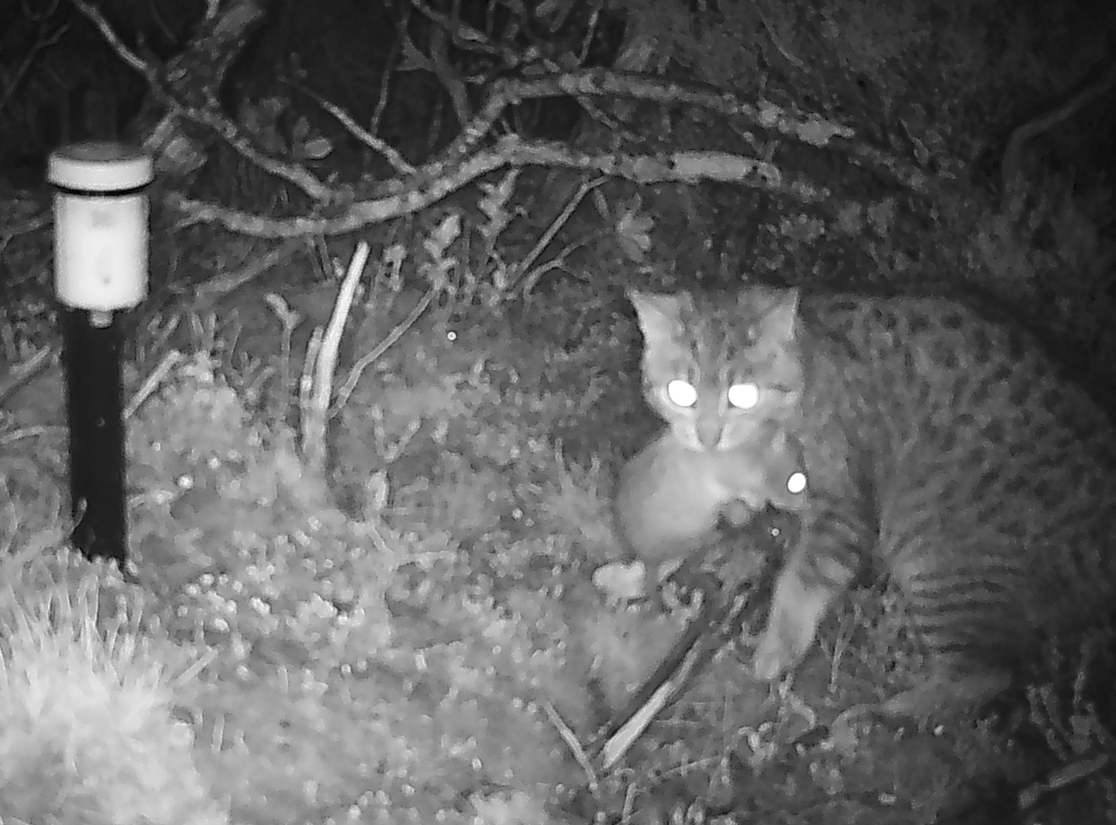 1080 clears feral cats from Pukunu breeding area