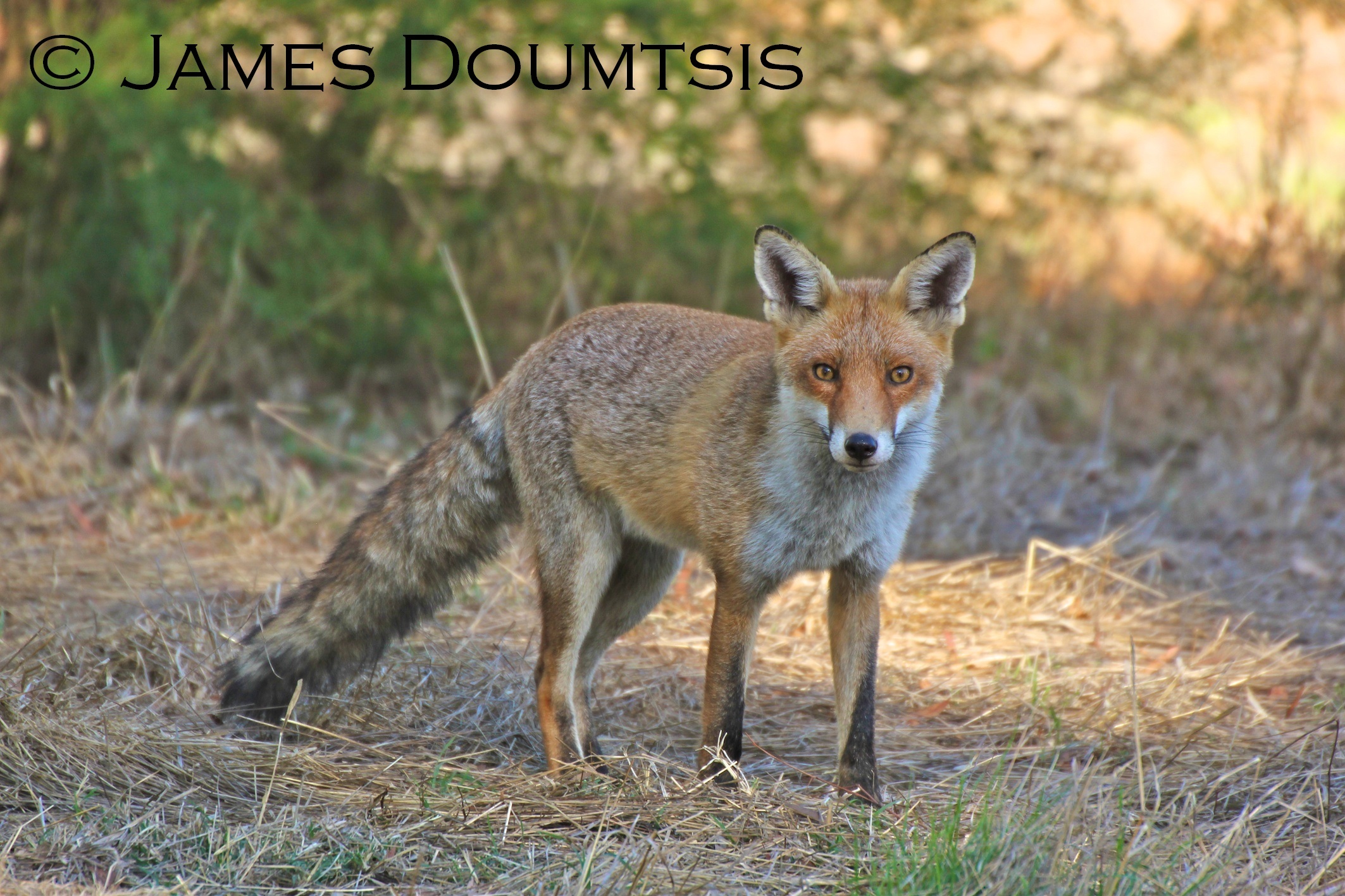 Landholders can access fox baiting incentive in Far West 