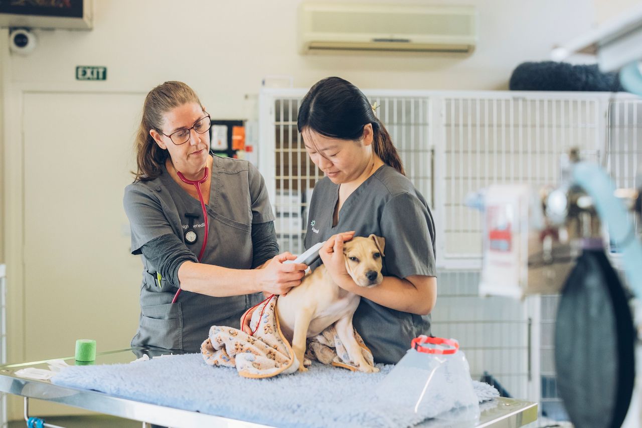 Council Clinic Lifts Dog Desexing Numbers