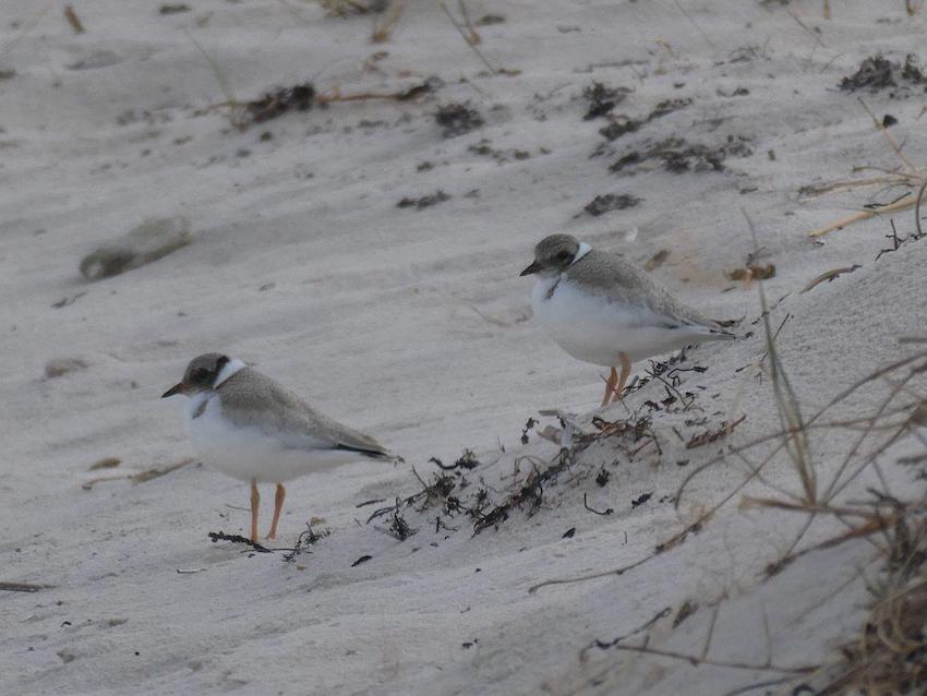 Plover conservation workshop on KI