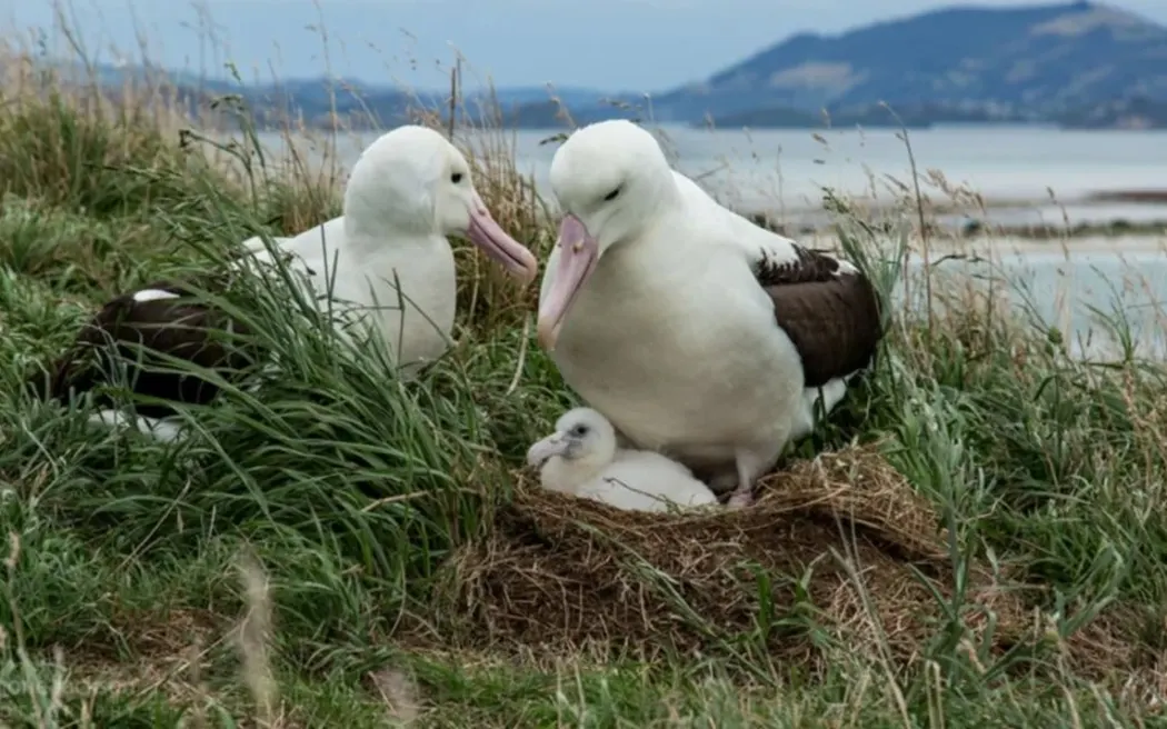 Bumper year for toroa albatross chicks taking off