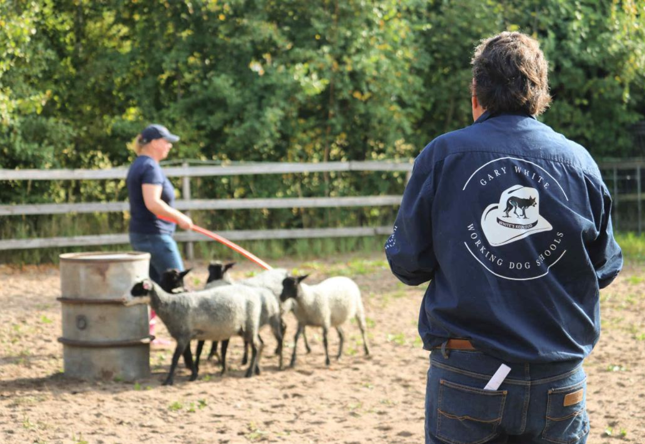 Western plains dog trainer in global demand