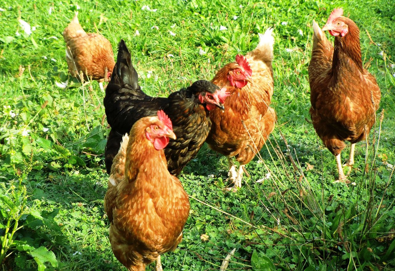 Every Egg Now Cage-Free at Woolworths
