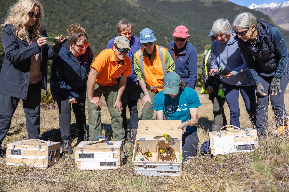 Mohua return to West Matukituki
