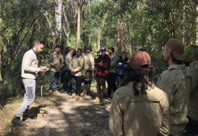 Dingoes front and centre of significant cultural project in Byron Shire