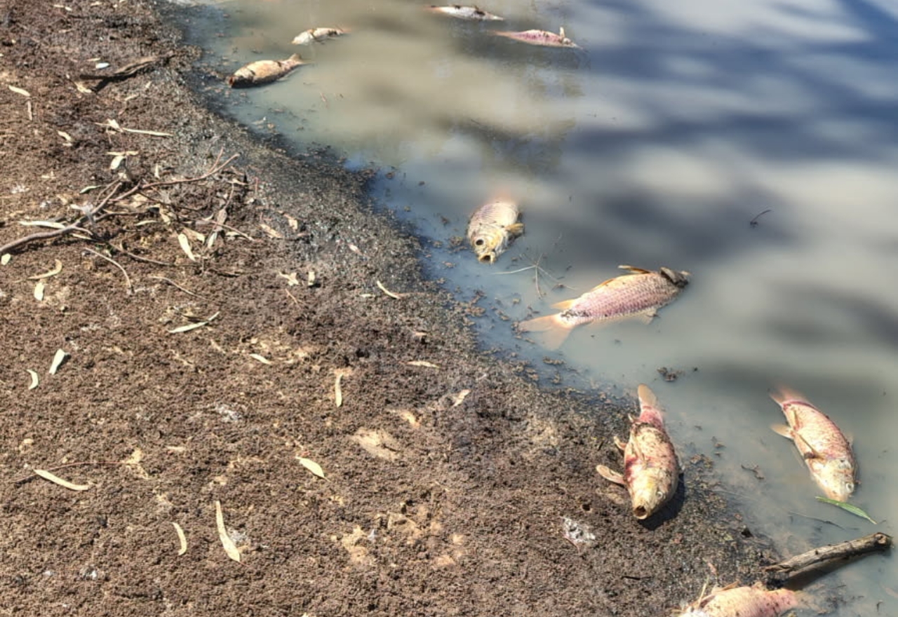 Fish kill in Trangie waterhole