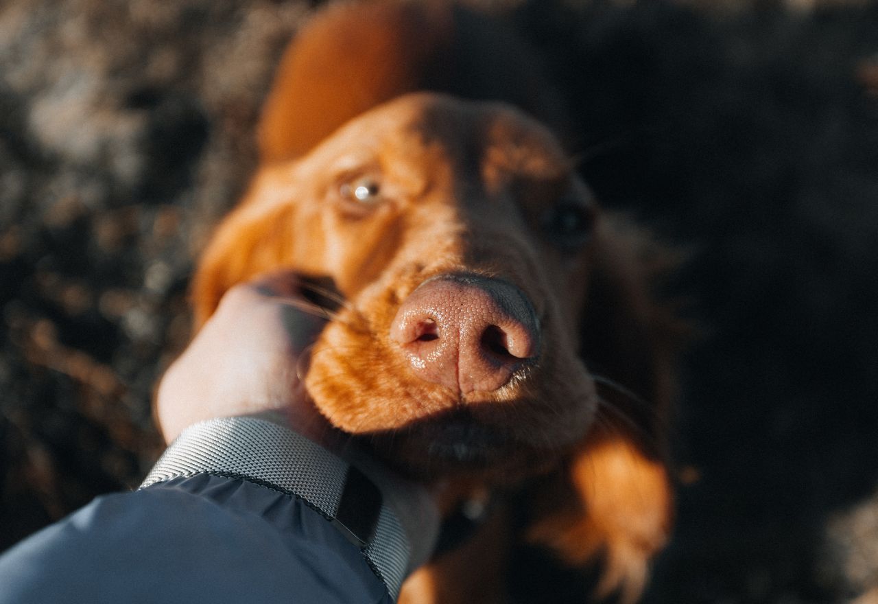 Dog Rules Adjusted for Nesting Birds