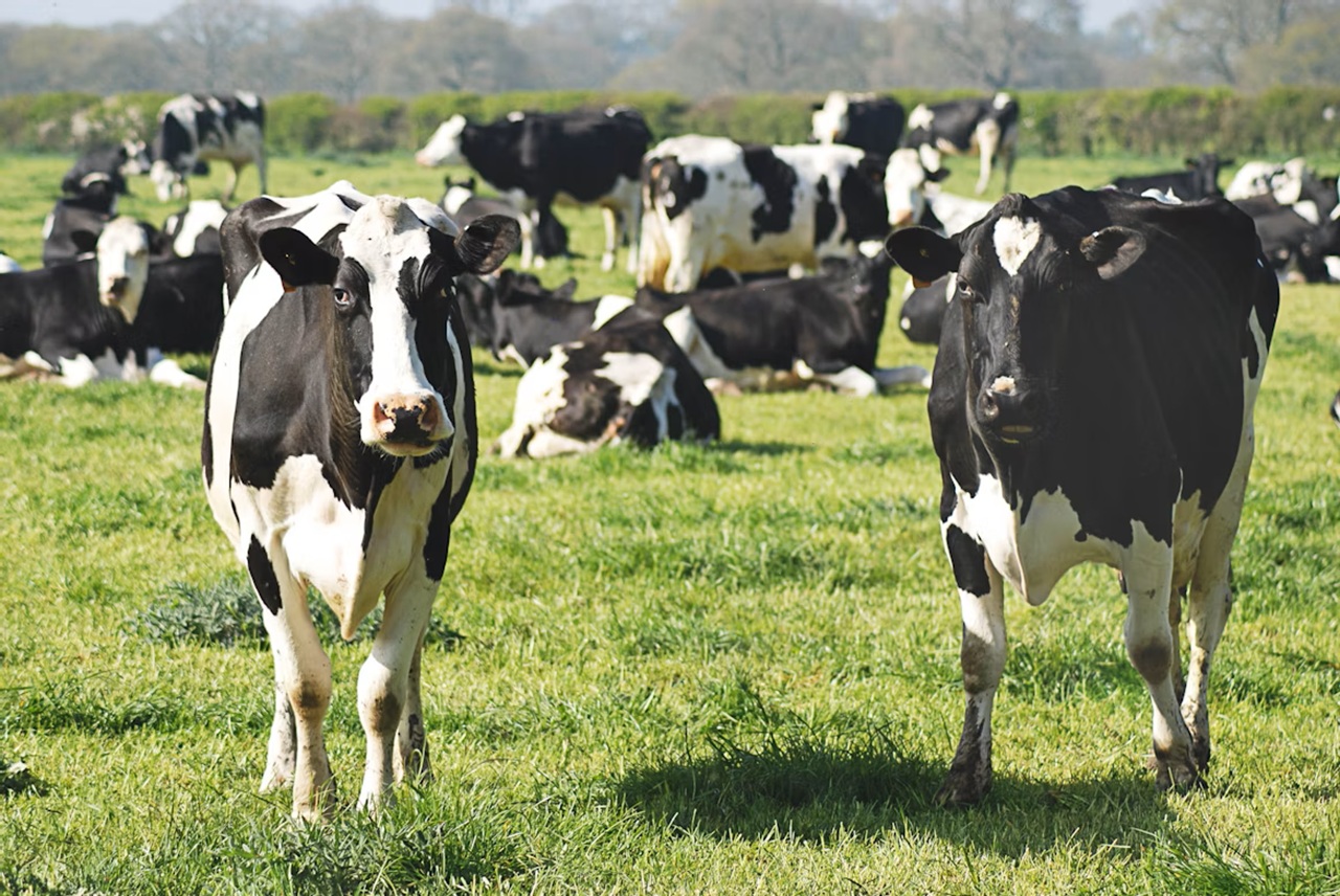Dairy farmers lead the way in winter grazing practices