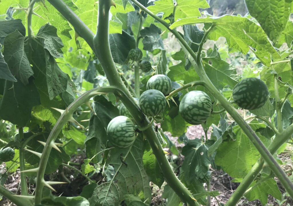 $2.1 million for 17 projects to combat pests and weeds
