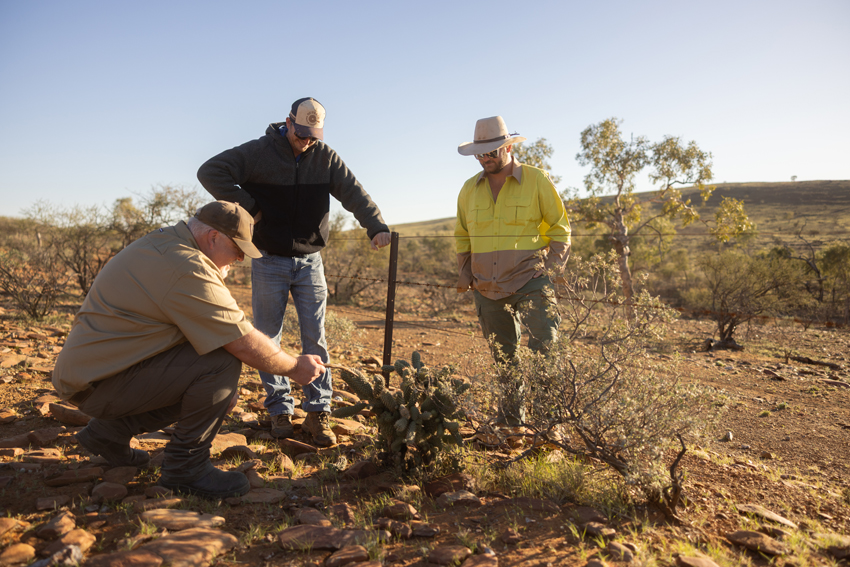 NSW pest projects funded