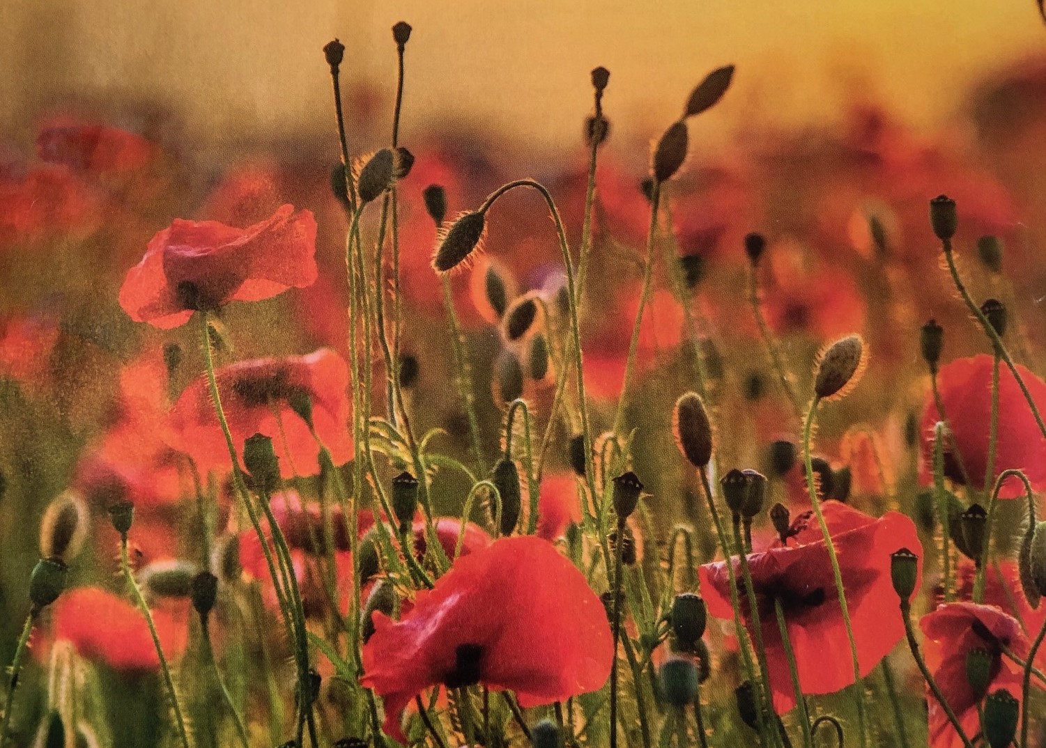 A day for Remembrance in Gerringong 