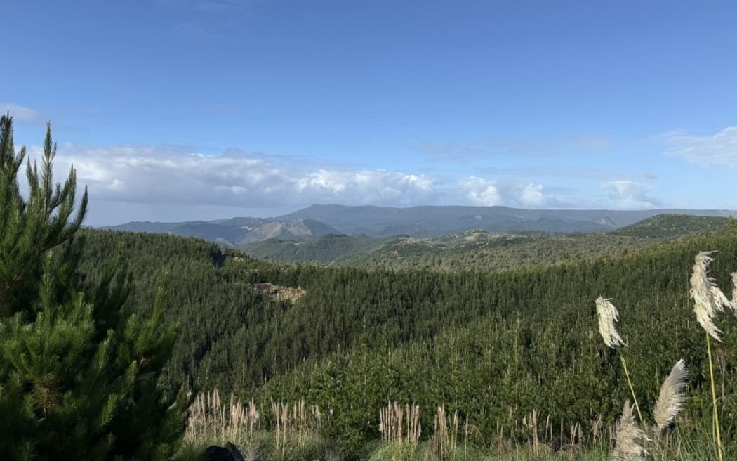 Ikea owner buys up Northland forestry