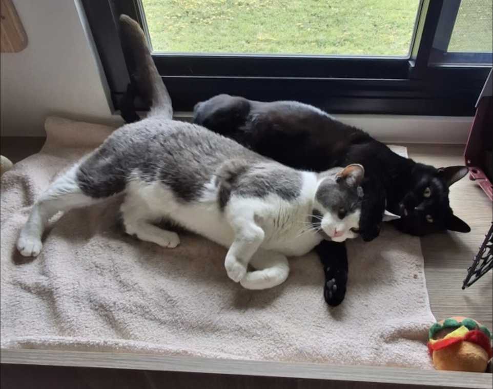 Pets of the week: Pluto & Kyro