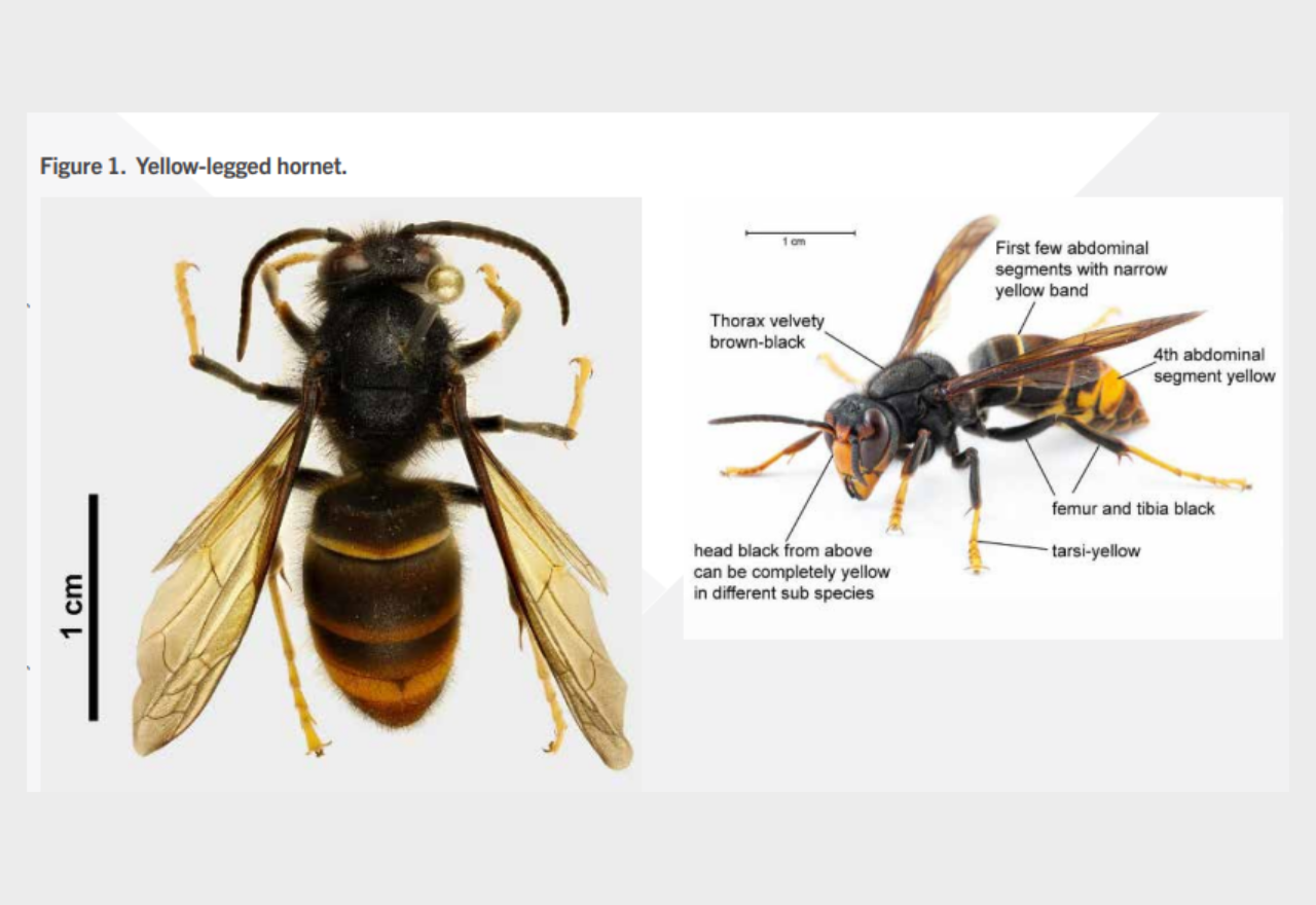 Public urged to look out for hornets in Auckland