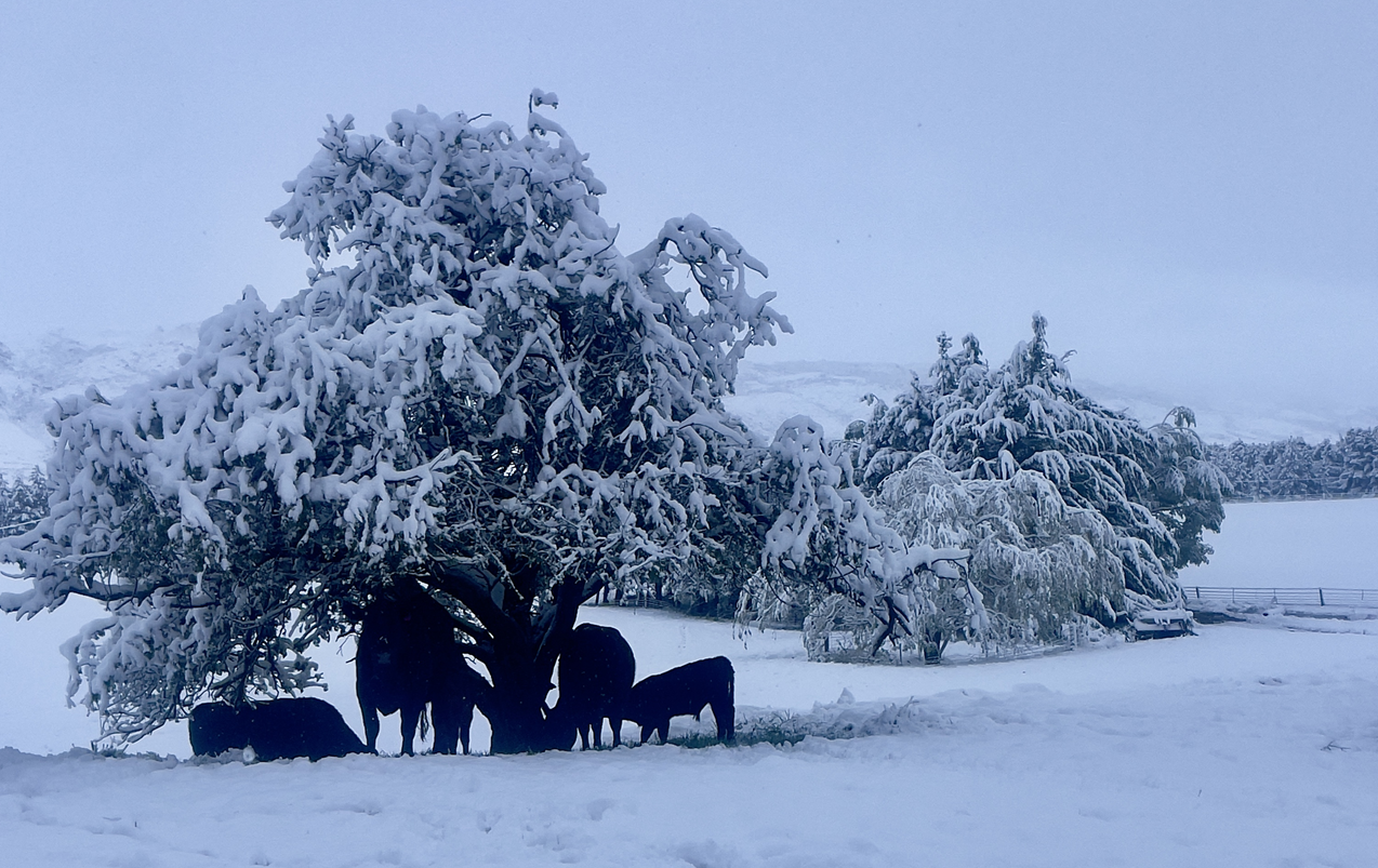 Snow blankets parts of Central Otago