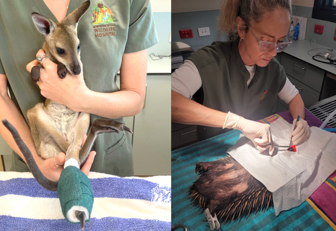 CALL OF THE WILD: Inaugural Live Charity Auction to support NRs Wildlife Hospital
