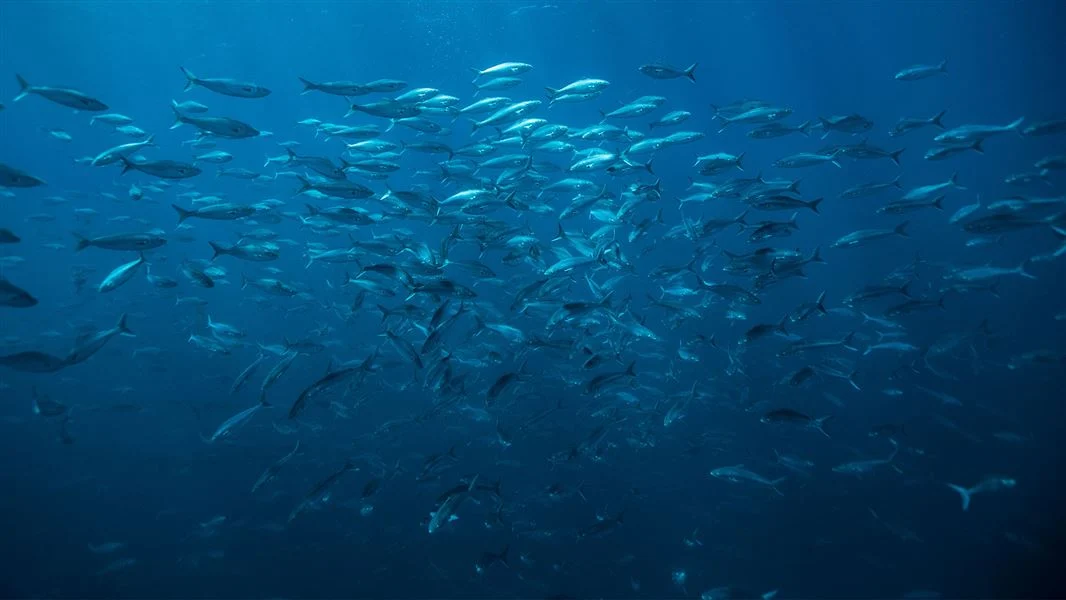 Government Backs $26m Gulf Restoration