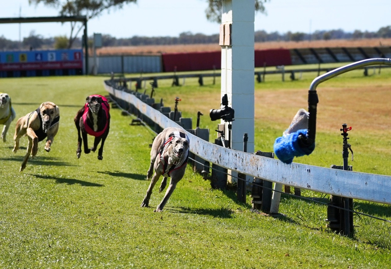 Coonamble greyhound track not in the industry mix
