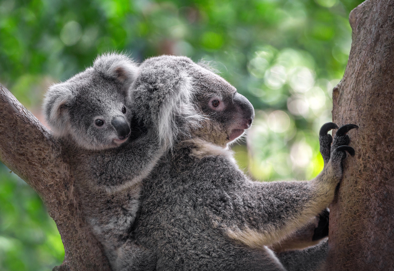 Koala count 4 times higher than first estimated in NSW/QLD/ACT