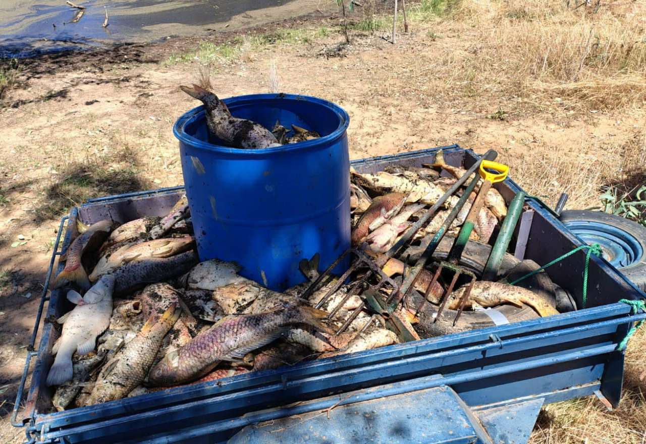 Plans to flush Trangie waterhole after fish kill