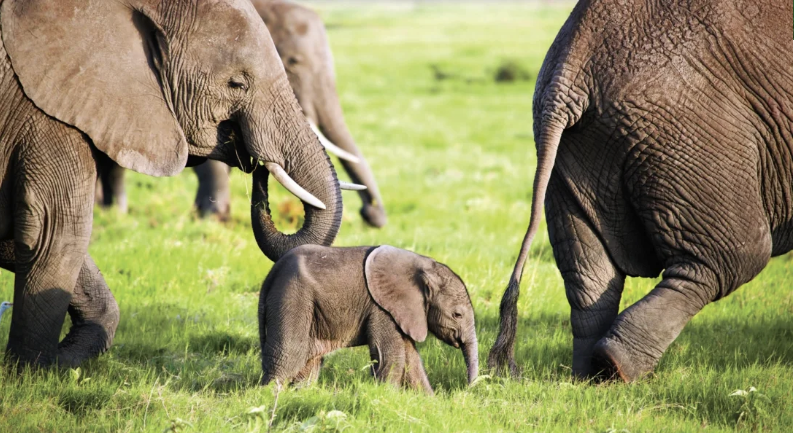 When Should You Visit Africa? Your Complete Seasonal Guide