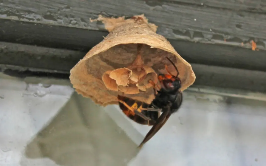 Conservationist Brad Windust slams Biosecurity NZ over hornet response