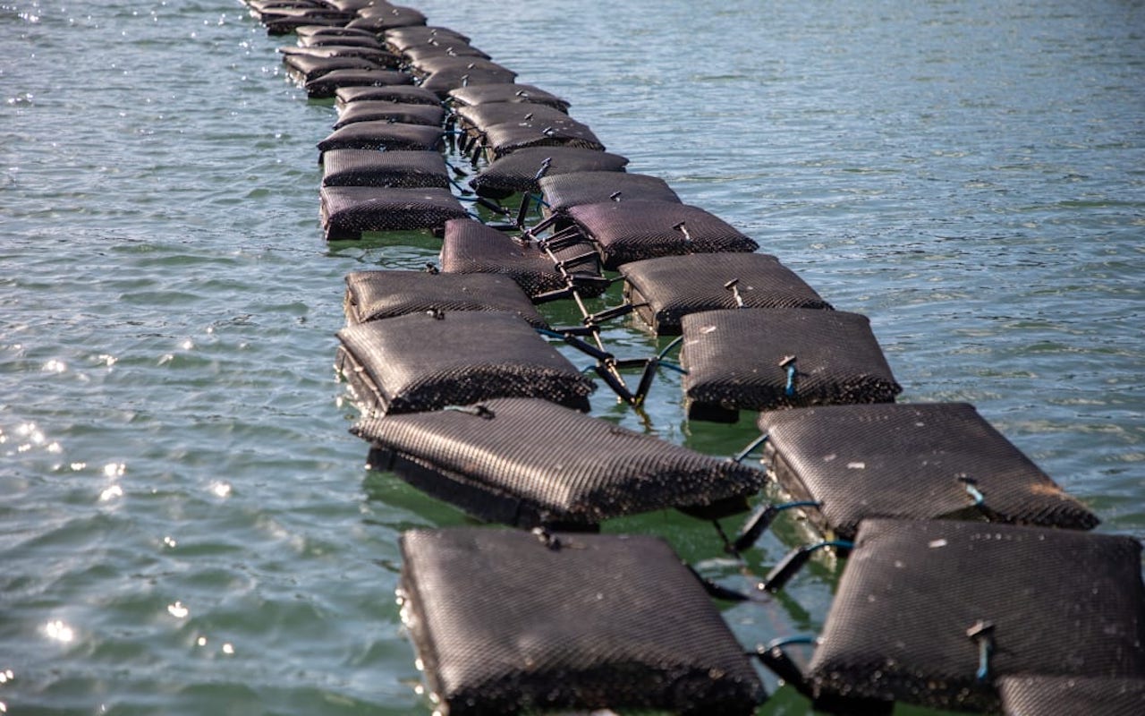 Oyster farmers to be compensated for wastewater overflow