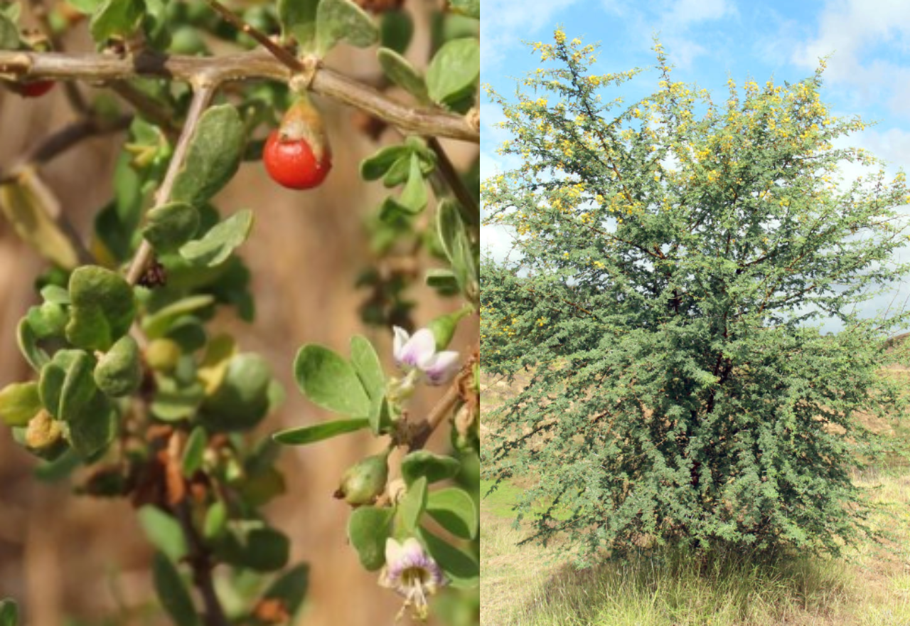 CISS to lead $5.9m national project to boost future drought resilience