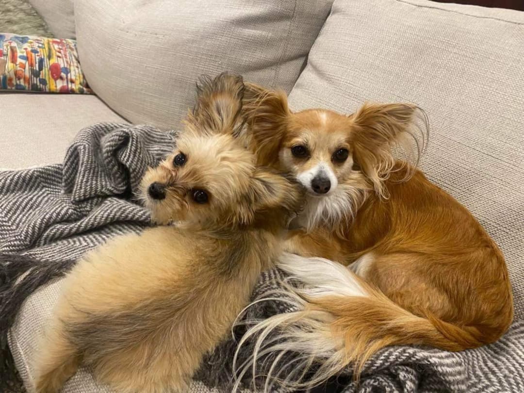 RNZ Concert’s soothing Guy Fawkes pet sounds