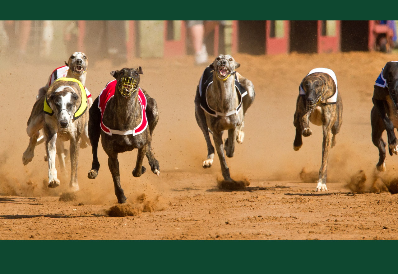 Greyhound track closures spark concerns in Western NSW