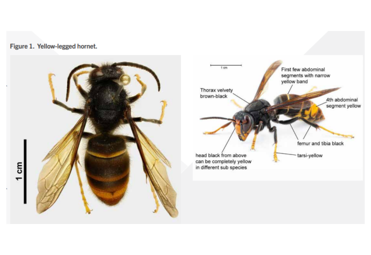Auckland Hornets – How to make your own traps!