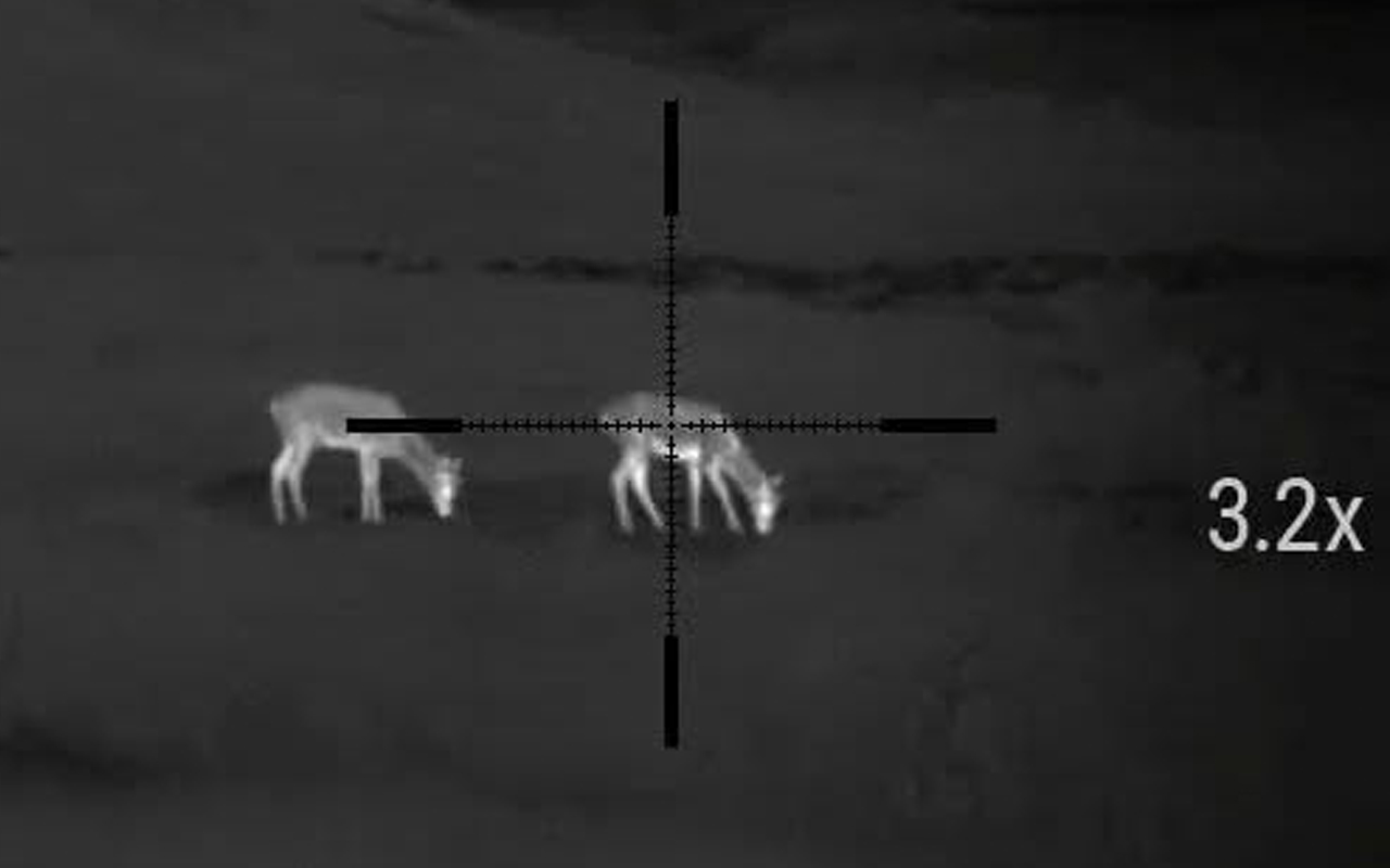 Wild deer plunder pasture, plants and profits in Westland - Southland worried