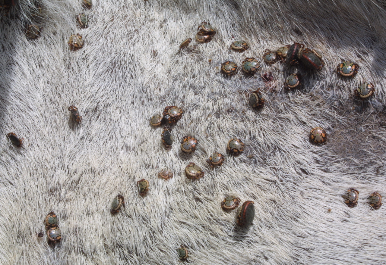 Local workshops to have your say on Cattle Tick Program 