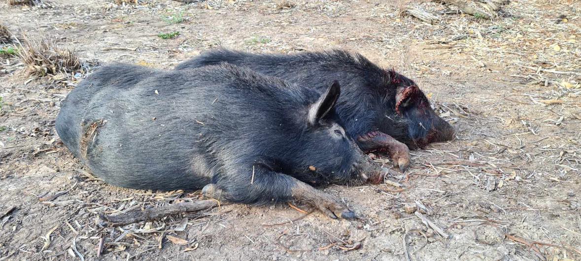 FREE pig bait: $850K boost to Back Country farmers in feral pig war