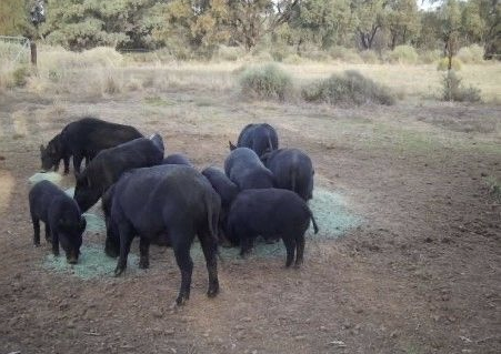 $850,000 worth of free grain and bait on offer in statewide offensive on feral pigs
