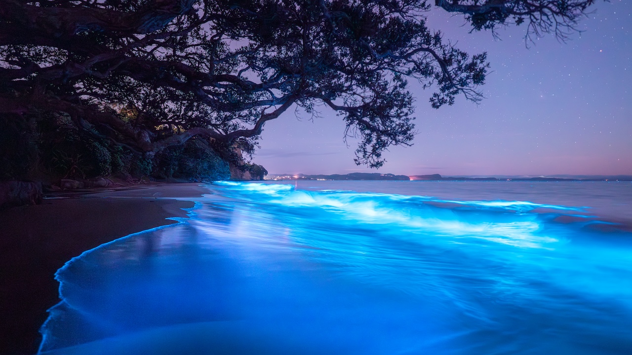 Hibiscus Coast Night-Glow Guide