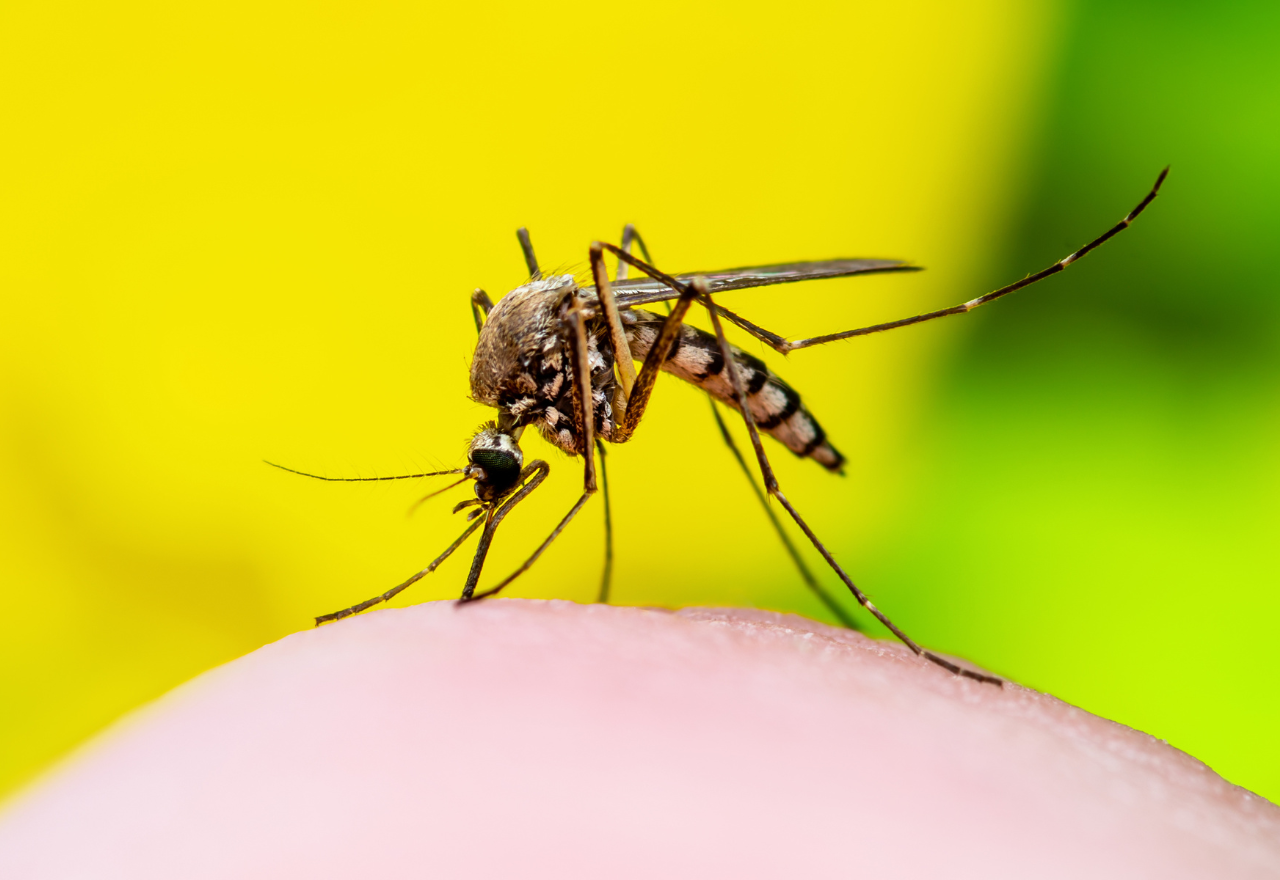 NSW Health strongly recommends being vaccinated against Japanese encephalitis virus