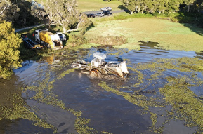 Waterlily Park weed removal and drainage work
