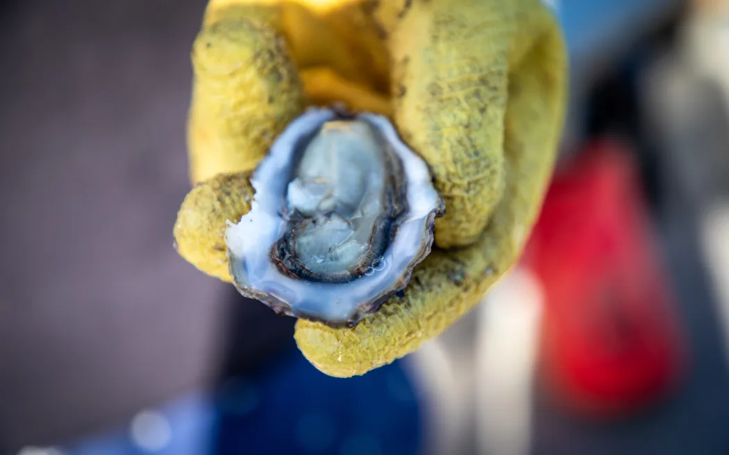 Watercare offers $1m relief package after major sewage spill hits Mahurangi oyster farms
