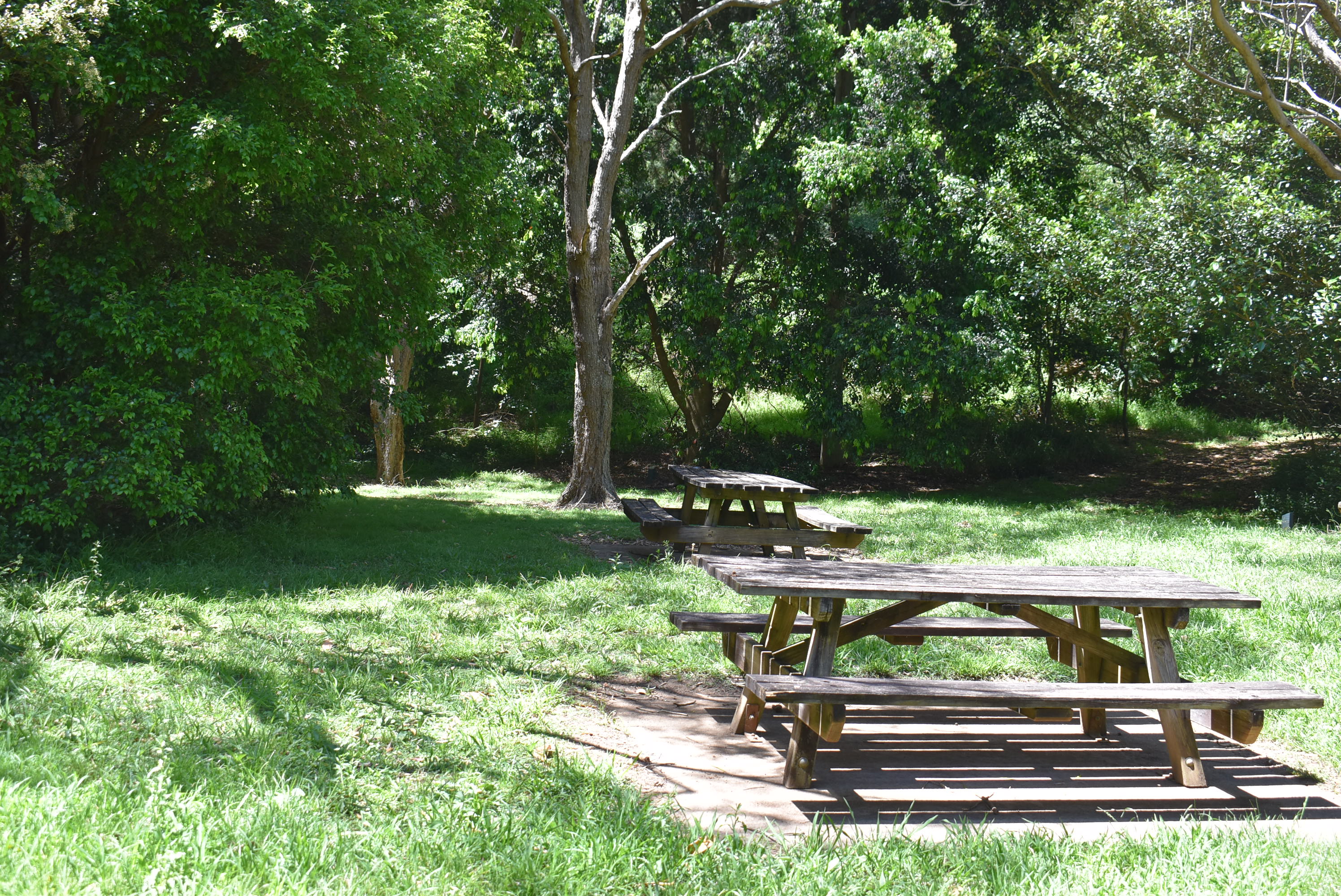 Picnic for nature at Jerrara Wetlands and Rainforest Reserve