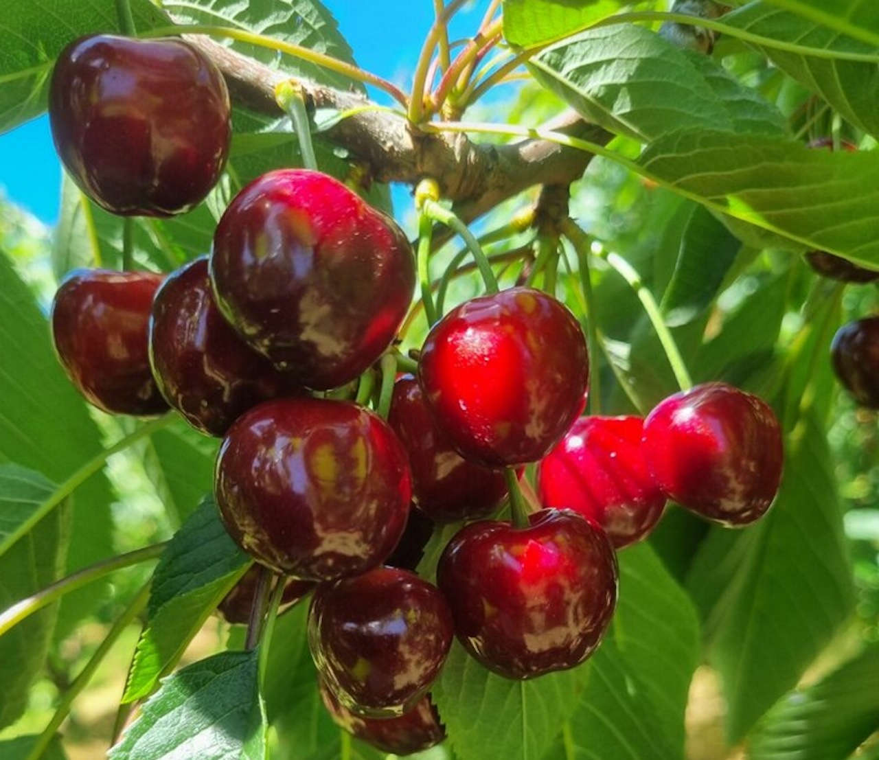 Cherries on track for Christmas